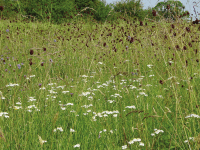 Sneezewort