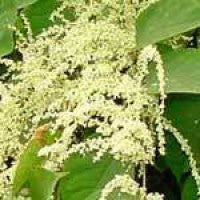 japanese-knotweed-flower-.jpg