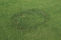 Fairy Ring T1.jpg