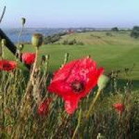 poppys at the back of the 17th green