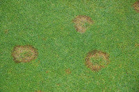 Fusarium - FHGC - October 09 mr.jpg