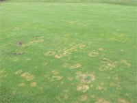 wrekin golf club fusarium patches.jpg