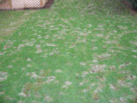 Fusarium1.jpg