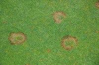 Fusarium   advanced mr