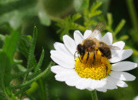 Op Poll solitary bee