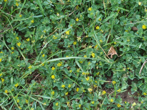 Yellow Suckling Clover smaller