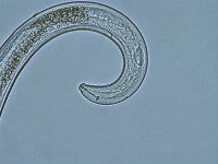 stunt nematode (2)