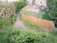 Japanese Knotweed on waste ground