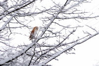 Barn Owl1.JPG