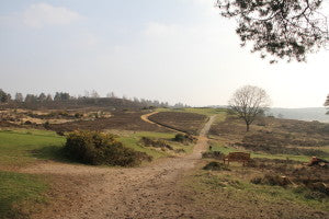 Hankley Common 