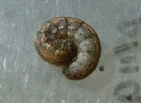 Greasy cutworm   Figure 2. ball