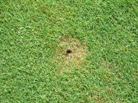 Greasy cutworm   Figure 3. damage on fine turf