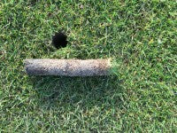 Thatch at the surface on a background of bent and fescue