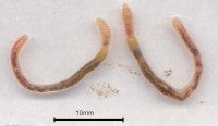 Microscolex mature worms