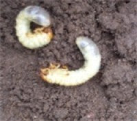 pest of the day chafer grubs two.jpg
