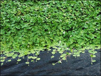 FloatingPennywort2.jpg