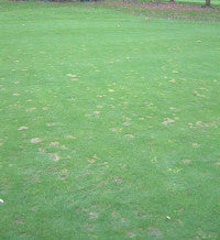 Autumn Fusarium damage.jpg