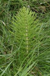 Horsetail 2