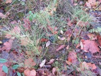 Horsetail CloseUp