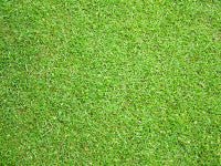 grass-image.jpg