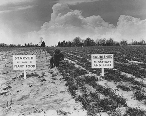 Testing Crops in 1940s Tennessee