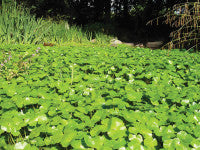 FloatingPennywort