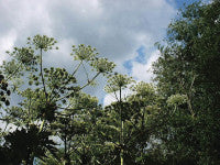 GiantHogweed