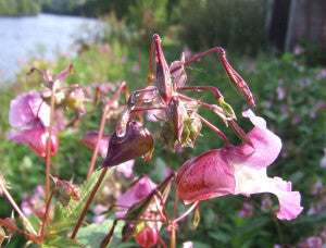 HimalayanBalsam Flower