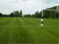 RugbyPitchAfter8Weeks