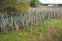 paul-SCrussula-Essex-pond-(.jpg