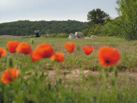 menorca-son_parc_poppies.jpg