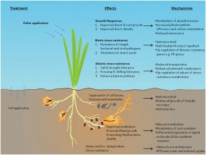 plant stress