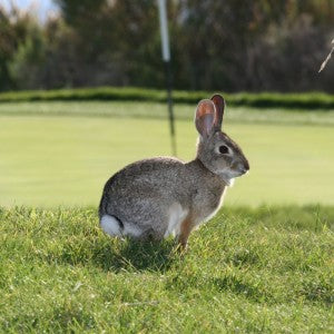 rabbit on golf