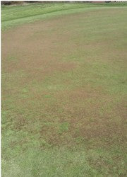 south staffs nematodes damage 