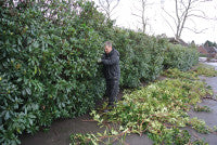 Nevill TonyFieldPruning