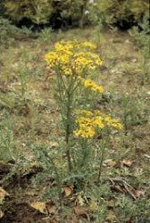 Bayer_RAGWORT.jpg