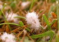 Brown Patch CloseUp