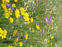 Kings Cornfield Annuals