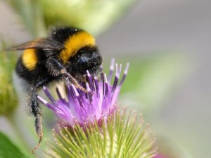 Bumblebee on a flower