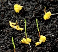 Faster rates of germination