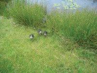 NorthHants CootFamily