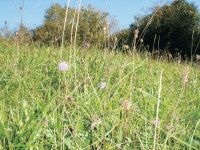 Wildflowers