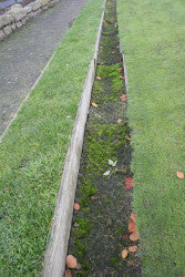 bowring-park-ditches-moss.jpg