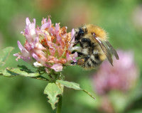 Bee on clover .jpg