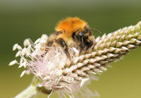 Op Poll   Bombus pascuorum mr