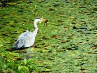 Heron and Frog Edinburgh Botanic Garden