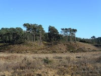 Parkstone Heathland