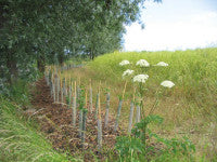 HedgePlanting