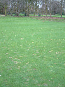 Fusarium damage   late winter