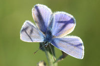 A Common Blue M small